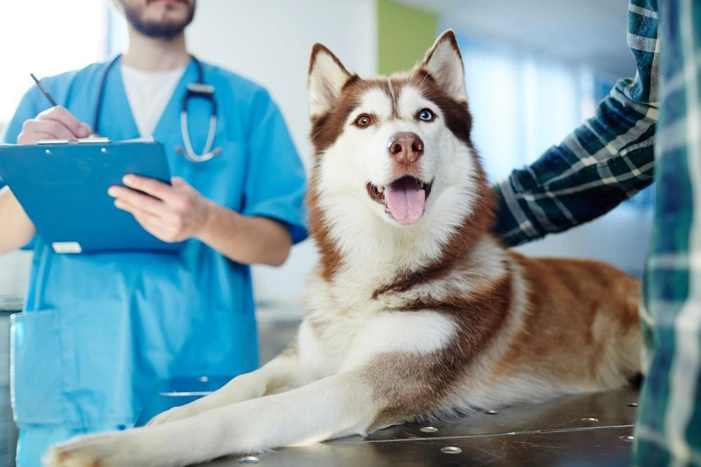 Explore Online Marketing Tips for Dog Eczema Treatment Awareness