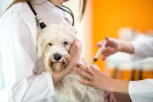 how to treat dog eczema